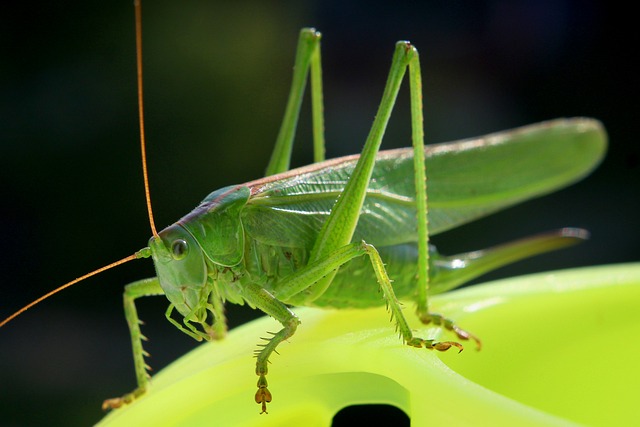 Cricket Team
