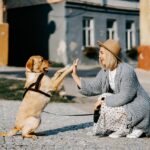 dog-640x480-84551848.jpeg
