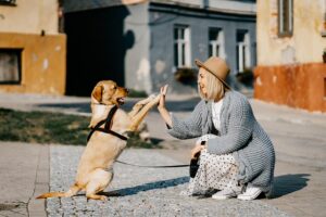 dog-640x480-84551848.jpeg