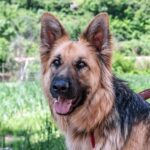 dog-640x480-86676663.jpeg
