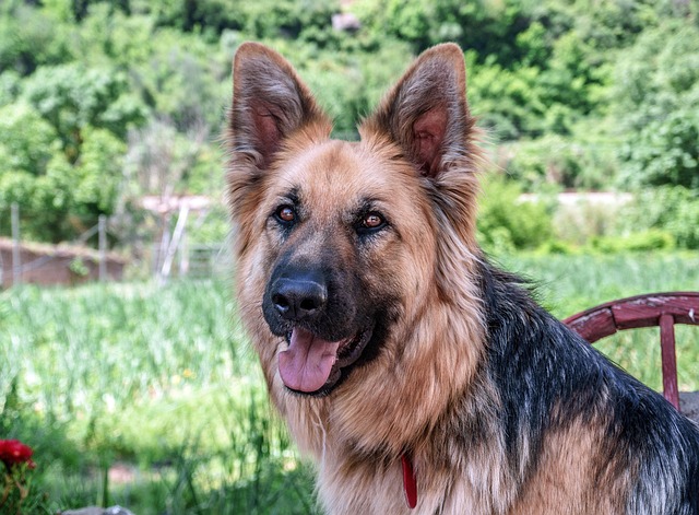 dog-640x480-86676663.jpeg