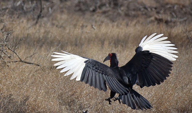 South Africa
