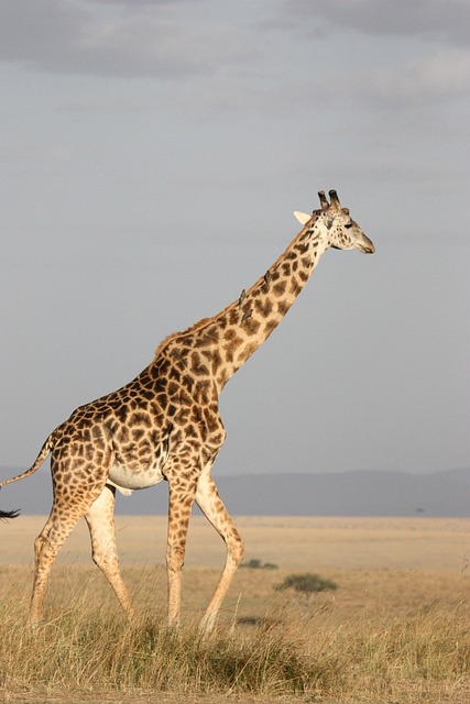 south-africa-640x480-23984014.jpeg