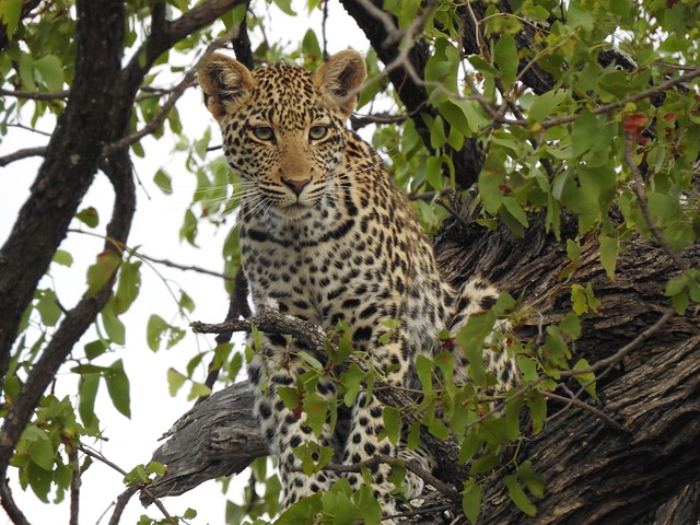 South Africa