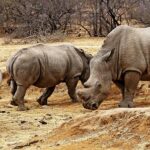 south-africa-640x480-91014649.jpeg