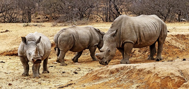 south-africa-640x480-91014649.jpeg