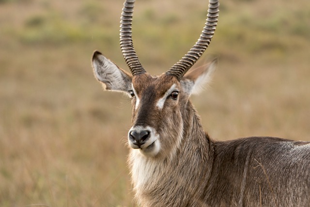 South Africa