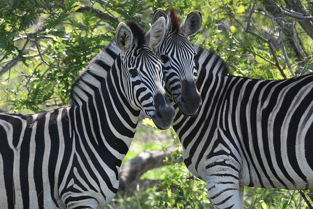 south africa vs zimbabwe
