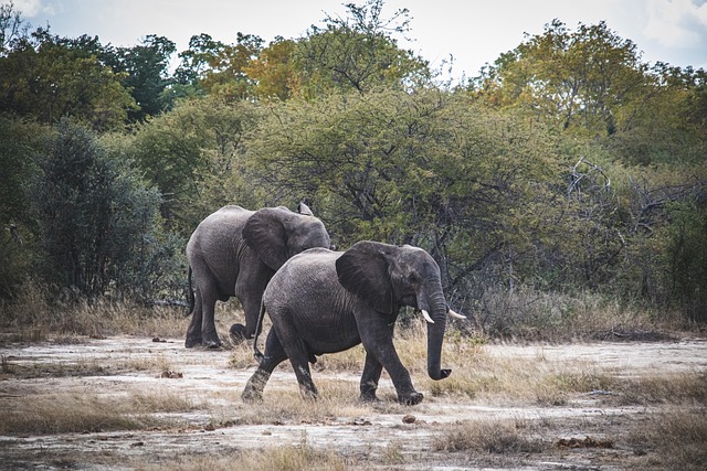 Unveiling Local Legends: South Africa vs Zimbabwe’s Folklore