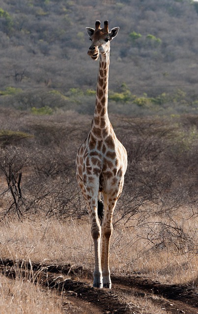 south africa vs zimbabwe