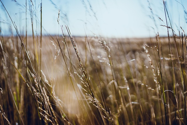 Unraveling Home Advantage: West Indies vs Pakistan Cricket Comparison