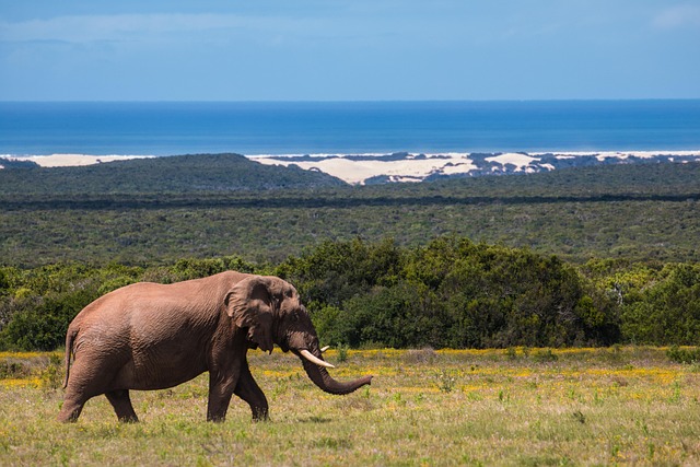 Colonization’s Enduring Mark: Australia vs South Africa’s Shared Past