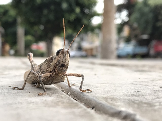 cricket-640x480-33115336.jpeg