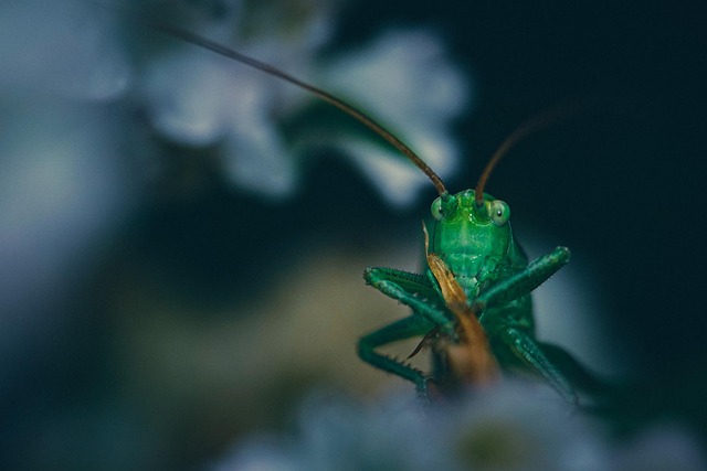 cricket