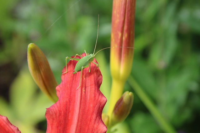 cricket-640x480-77629000.jpeg