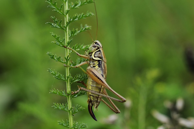 Cricket Team