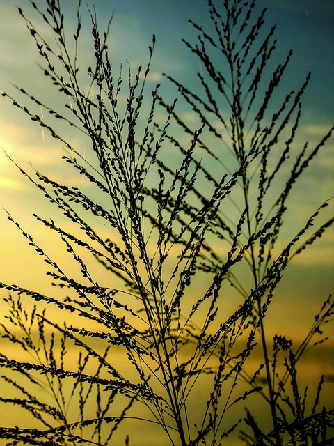 Digital Media: Shaping Pakistan-Bangladesh Relations Through Public Opinion