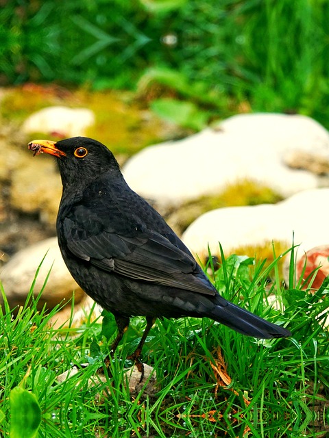 pakistan vs bangladesh