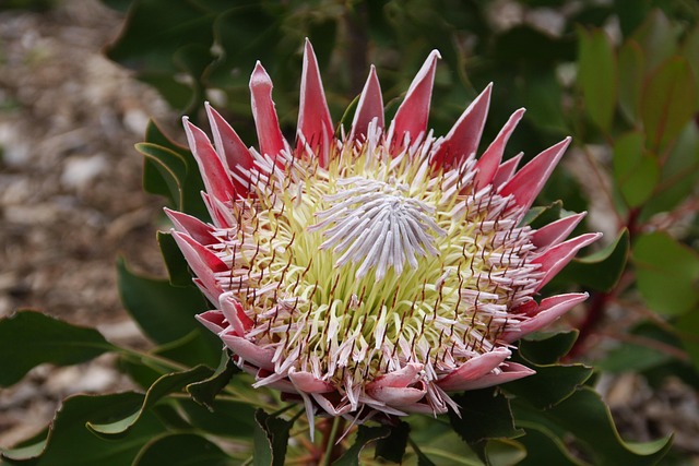 SA Visa Application: Essential Documents You Need