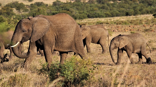 South Africa