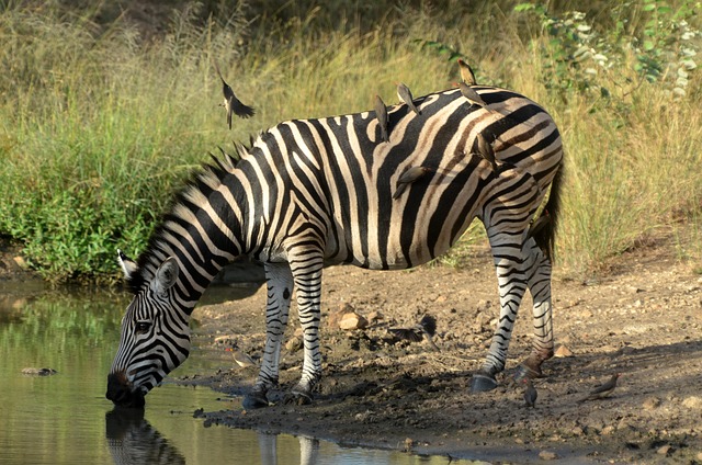 South Africa