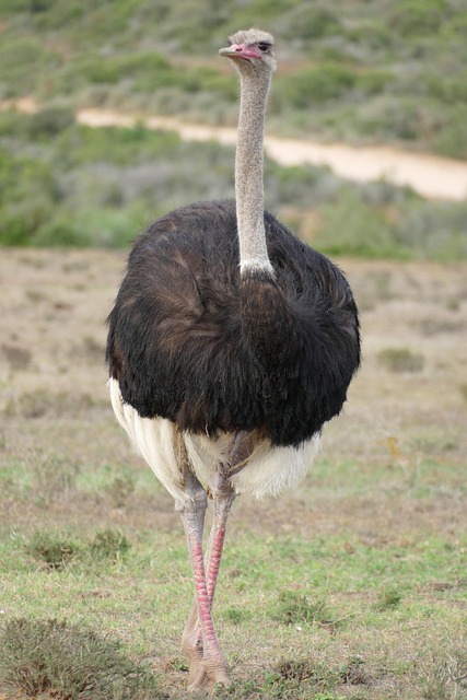 South Africa