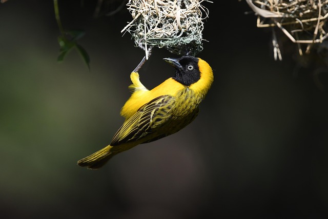 Top Volunteer Programs in South Africa: Cape Town’s Cultural & Environmental Opportunities