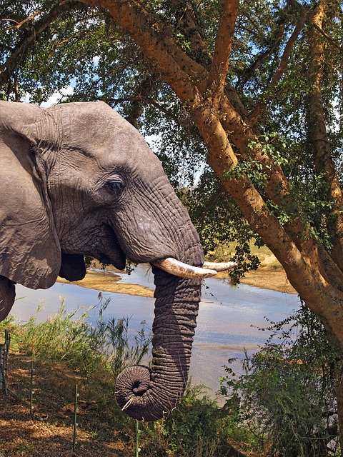 south-africa-640x480-87404218.jpeg