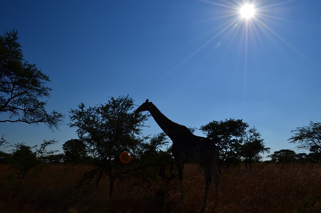 south africa vs zimbabwe