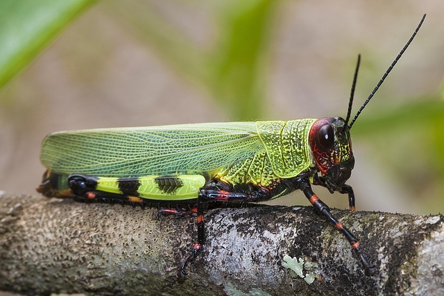 West Indies cricket team
