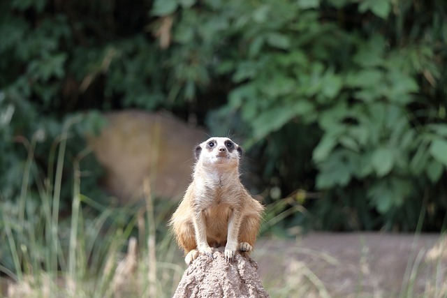 australia vs south africa