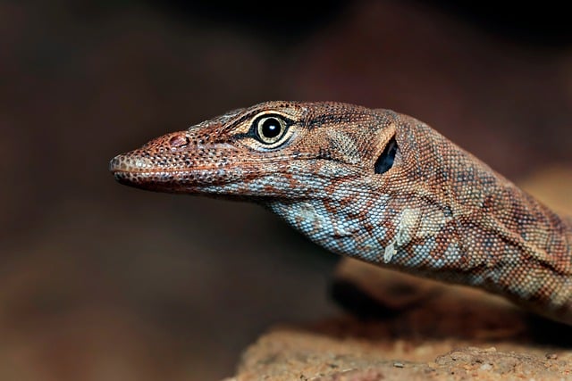 australia vs west indies