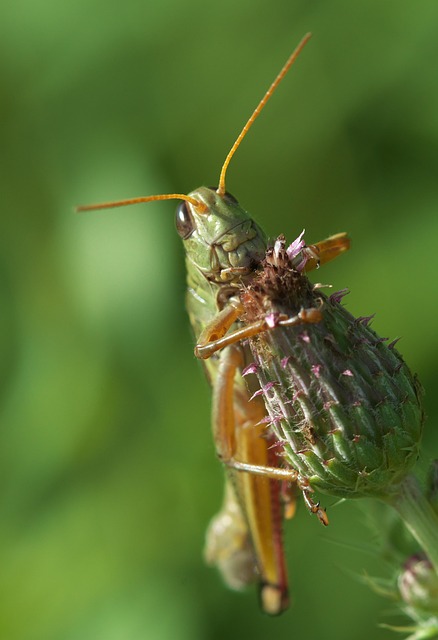 Bangladesh national cricket team