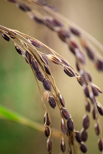 Bangladesh national cricket team