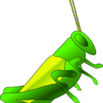 cricket-640x480-49096548.png