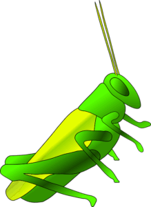 cricket-640x480-49096548.png