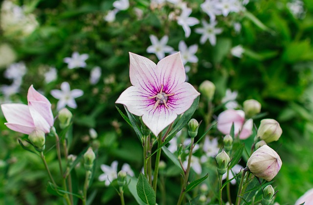July Meditation Practices: Beginners’ Summer Serenity Journey