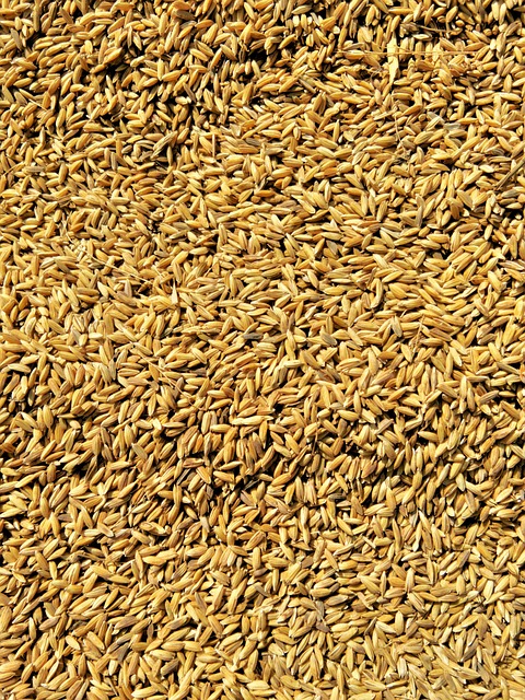 pakistan vs bangladesh