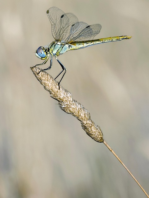 pakistan vs bangladesh
