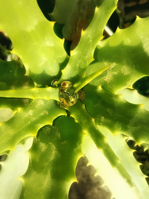 pakistan vs bangladesh