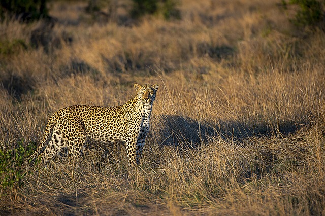 south africa vs zimbabwe
