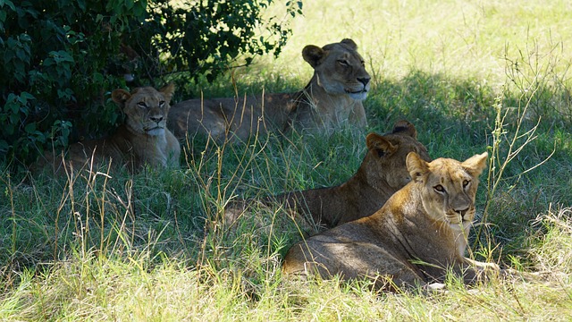 Unveiling Folklore Secrets: South Africa vs Zimbabwe’s Cultural Tales