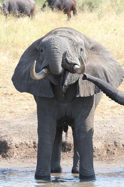 Exploring Key Differences: South Africa vs Zimbabwe