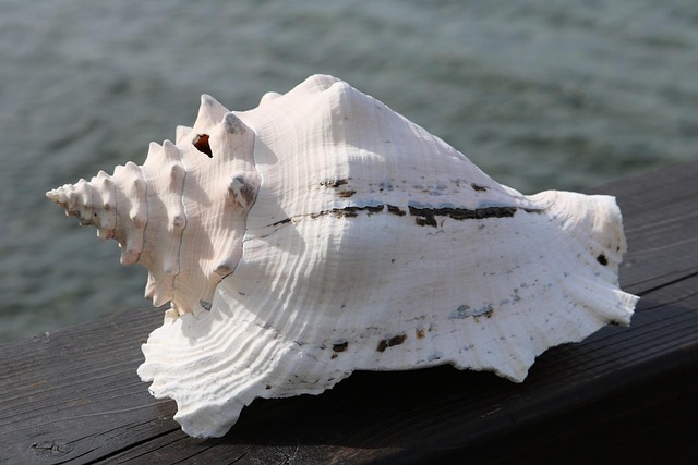 west indies cricket team vs pakistan