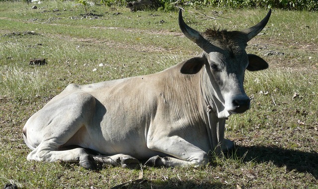 West Indies vs Pakistan: Battling Strategies and Historical Wins