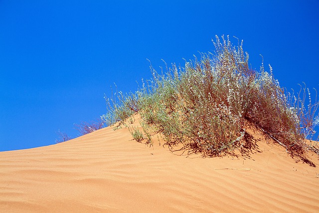 west indies vs pakistan