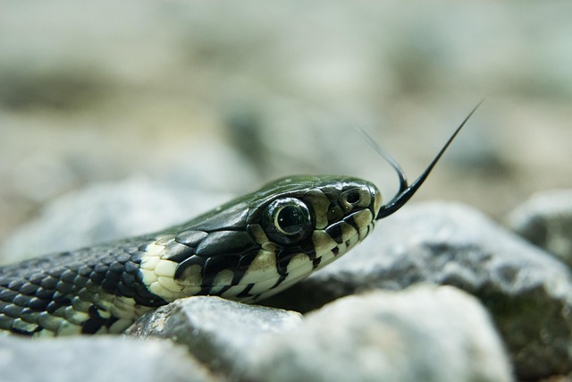 Unlock Web Design: HTML, CSS Basics to Responsive Interfaces