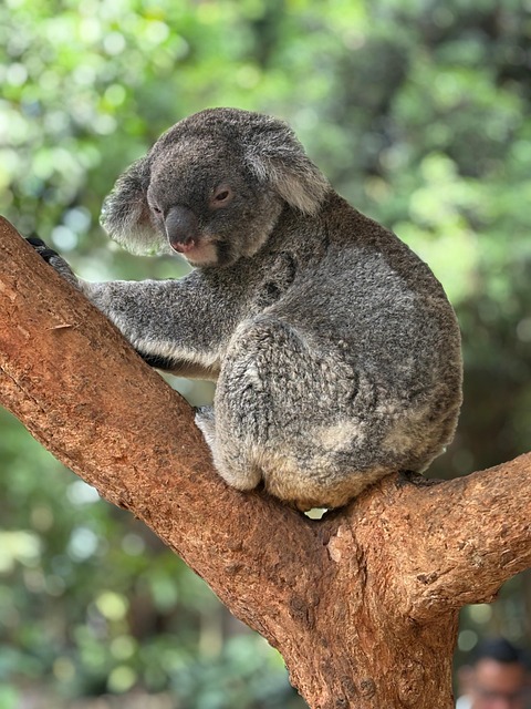 australia vs west indies