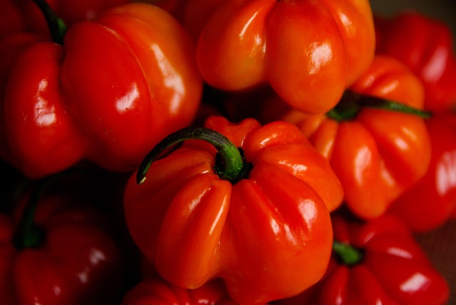 australia vs west indies