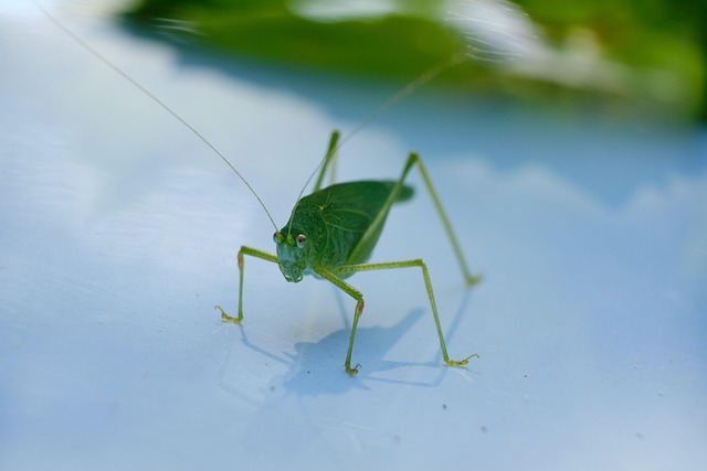 Bangladesh national cricket team